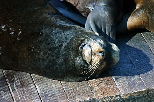Sealions