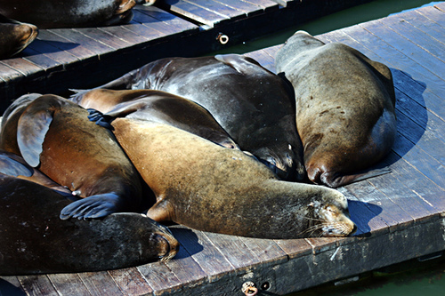 Sealions