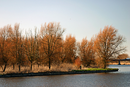 Almeerderhout