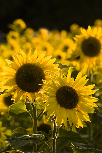 Sunny