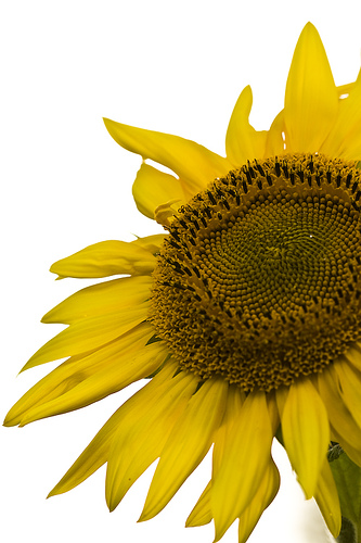 Yellow on white