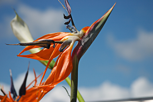 Bloemen op de brug