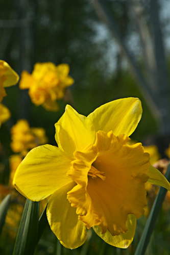 Narcissen Almere