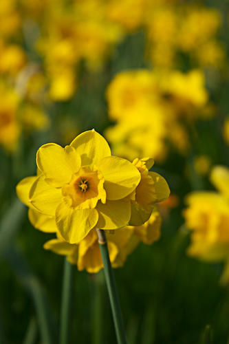Narcissen Almere