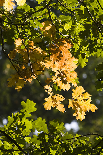 Het wordt herfst