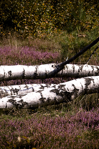 Paarse heide