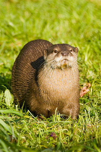 Otter