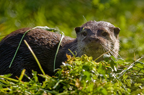 Otter