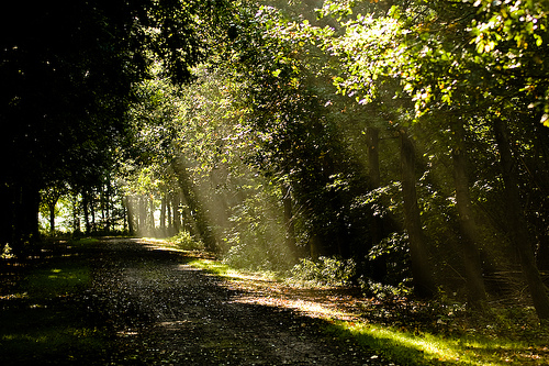 Sunbeams