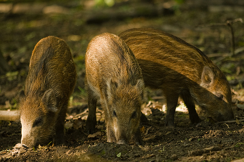 Piglets