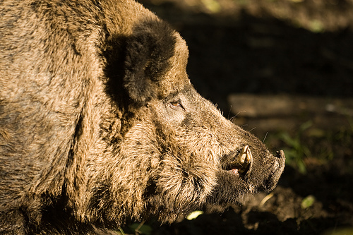 Boar