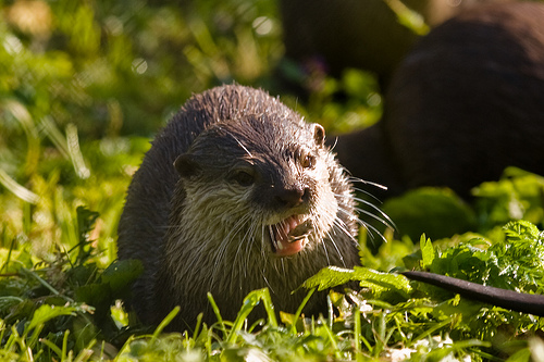 Otter