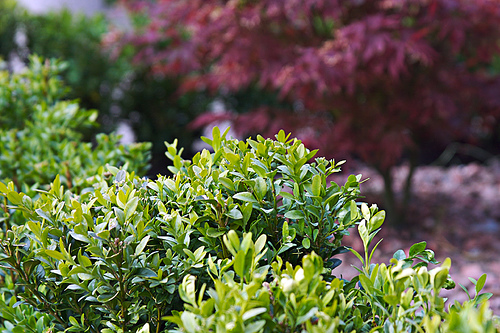 Pinksteren tuin Pinksteren tuin