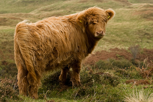 Scottisch Highlander