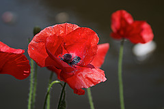 Poppy
