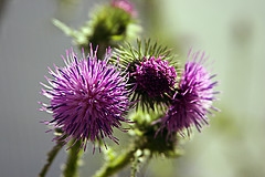 Thistle