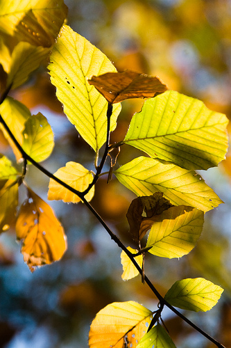 Autumn colours