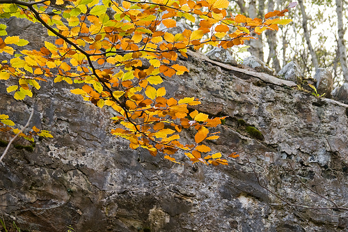 Autumn at Invermoriston Falls Autumn at Invermoriston Falls