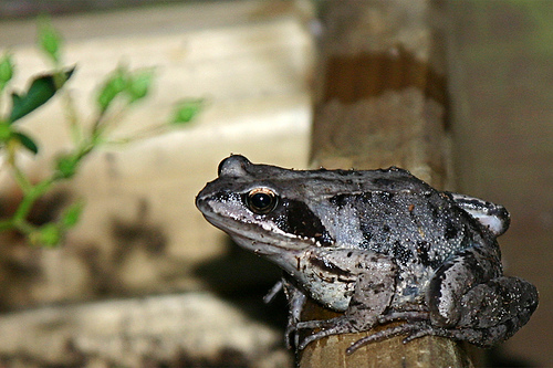 Kikker in de tuin
