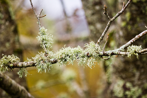 Moss
