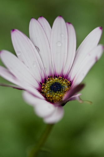 Still amazing flowers around