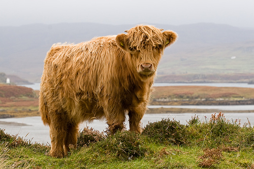Mooooo