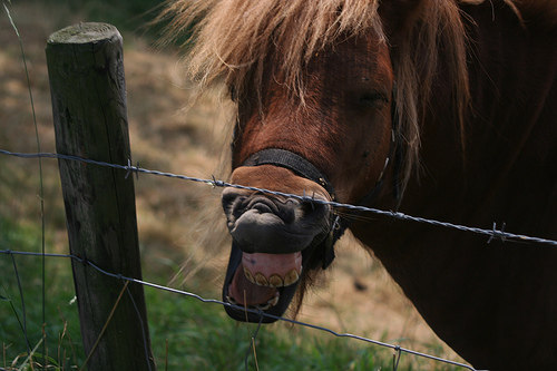 laughing horse