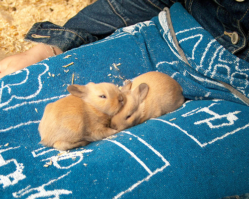 baby rabbits