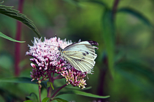 Vlinder