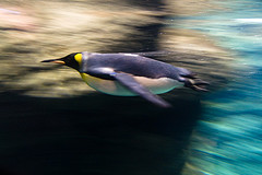 Koningspinguin op snelheid