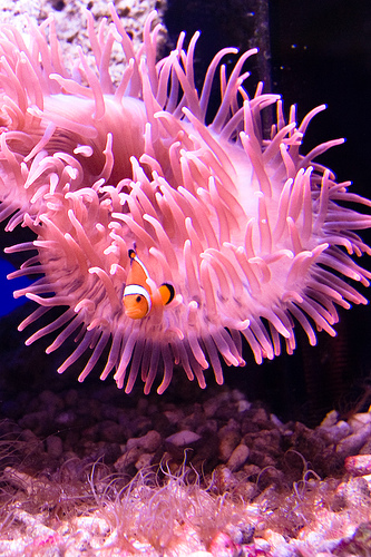 Found Nemo!