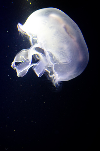 Jellyfish