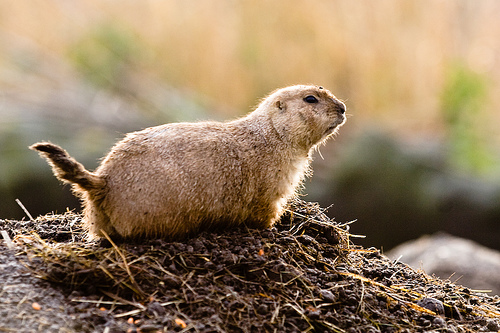 Digging in the dirt