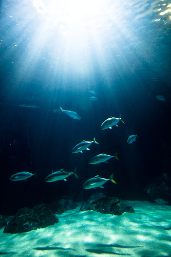 Fishy, fishy, fishy
