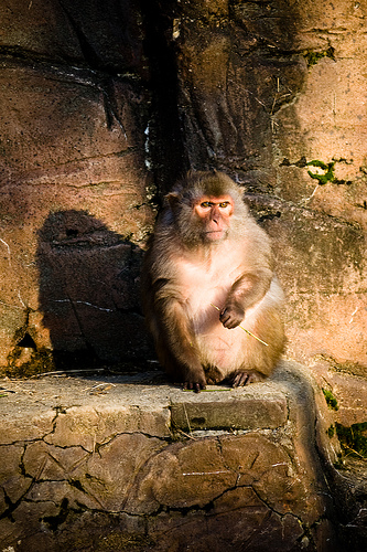 Monkey rock