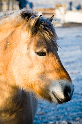 Horsie