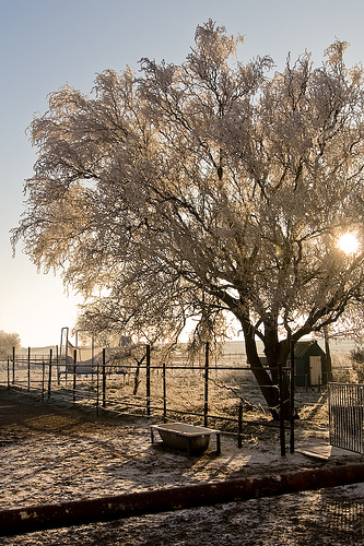 Winter Wonderland