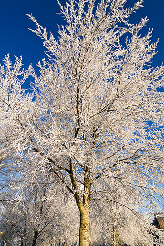 So nearly a white Christmas