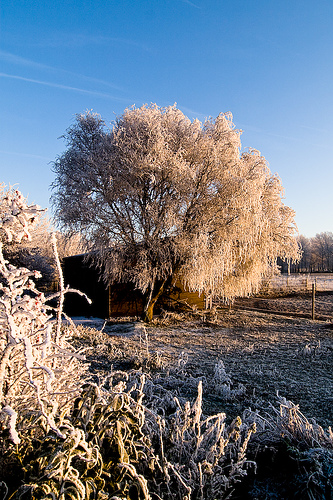 Winter Wonderland