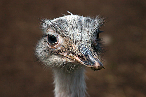 Ostrich 1