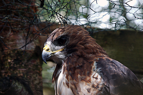 Hawk