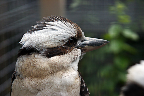 Kookaburra 2