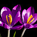 Spring is in the air