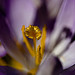 Krokus