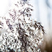 Plumes
