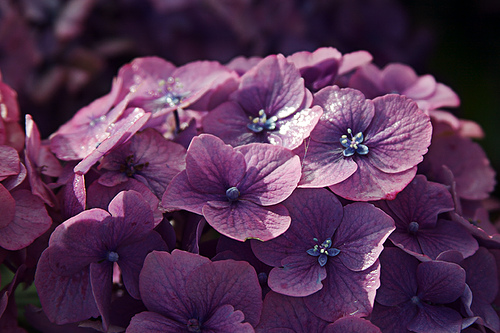 Purple Purple