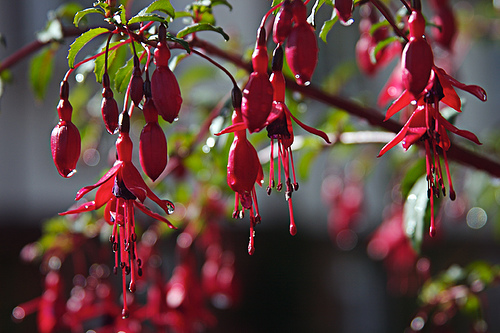 Red Drops Red Drops
