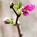 Spring is in the air II