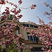 Amsterdam Blossom