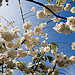 Amsterdam Blossom